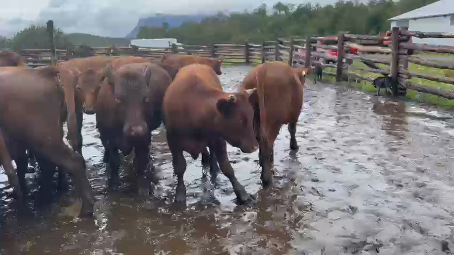 Lote 55 Novillo Engorda en Coyhaique, XI Región Aysén