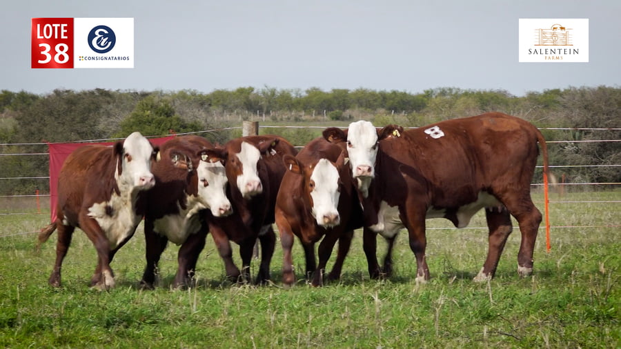 Lote LOTE 38 - VAQUILLAS BRAFORD PLANTELERAS SEÑAL ´18-PREÑADAS SERVICIO NATURAL