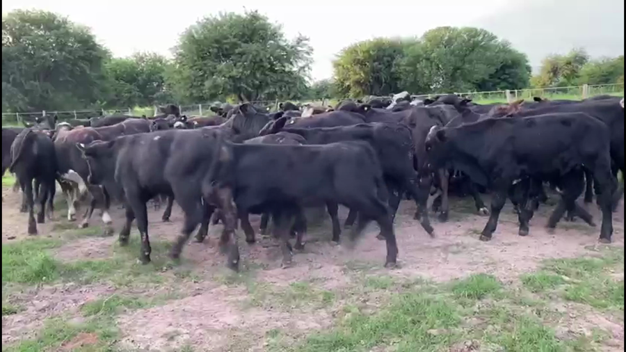 Lote 100 Terneros en Gral. San Martín, Chaco