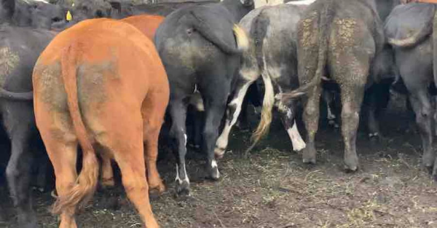 Lote 55 Novillo Engorda en Río Bueno, XIV Región Los Ríos