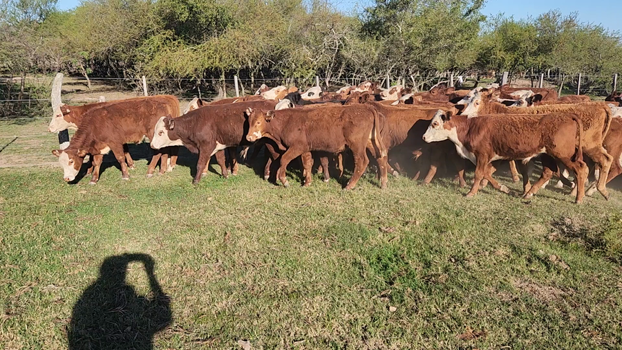 Lote 75 Terneros/as en Esquina, Corrientes