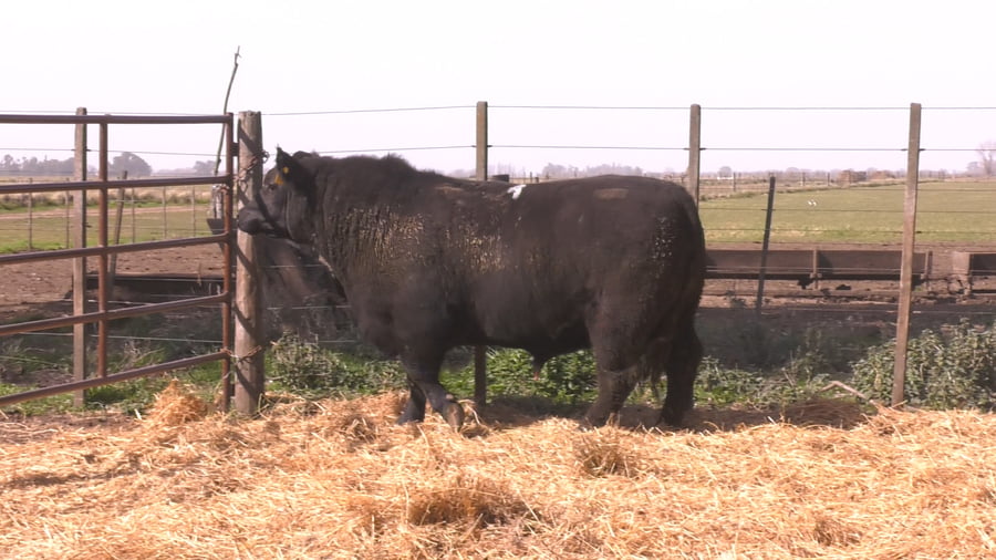Lote TOROS PUROS POR CRUZA 