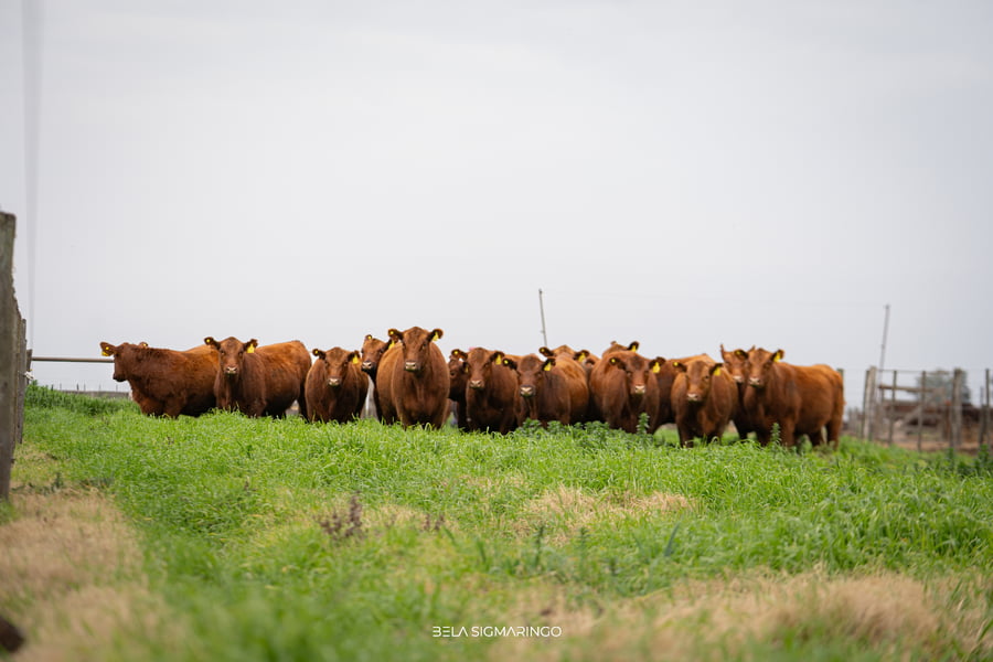 Lote VAQUILLONAS ANGUS COLORADAS PC C/GTÍA DE PREÑEZ