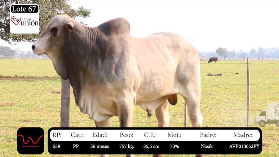 Lote LOTE 67