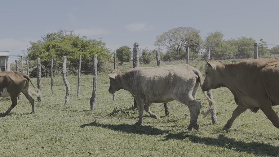 Lote 37 Vacas de invernar