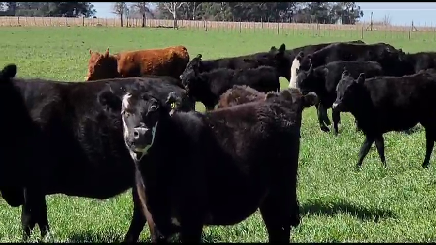 Lote 18 Terneros/as en Tandil, Buenos Aires