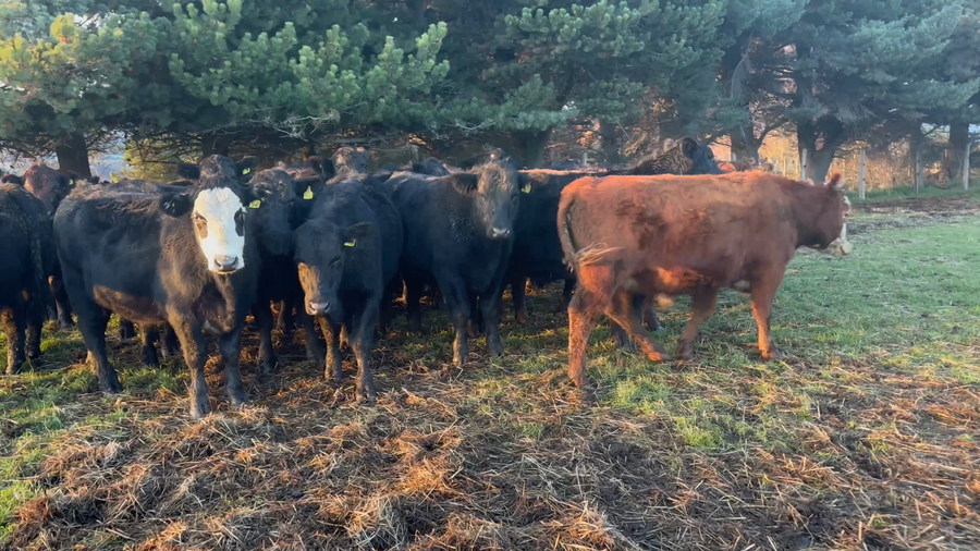 Lote 35 Novillo Engorda en Coyhaique, XI Región Aysén