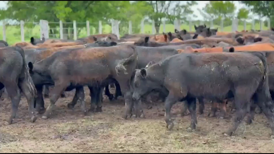 Lote 185 Novillitos