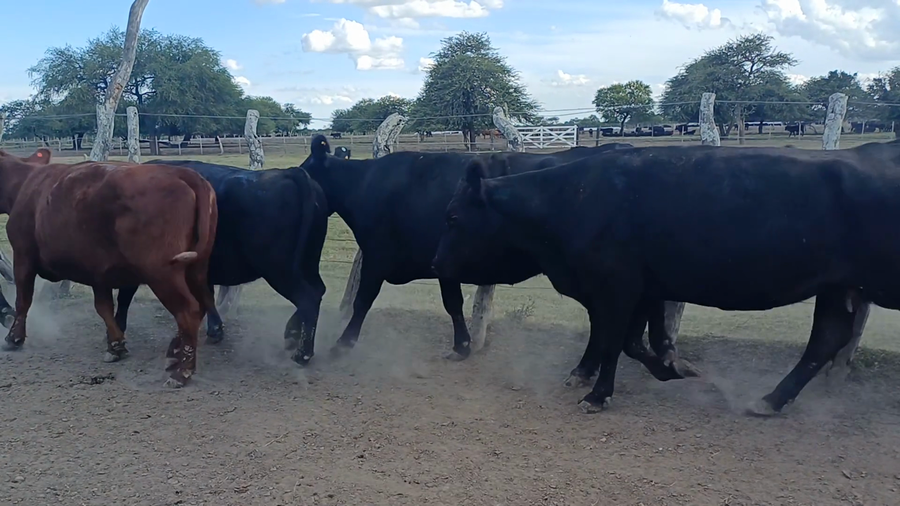 Lote 37 Vacas de invernar en Entre Ríos, San José de Feliciano