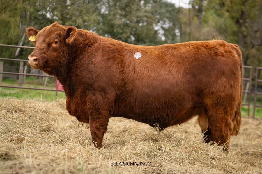 Lote TOROS ANGUS  PP