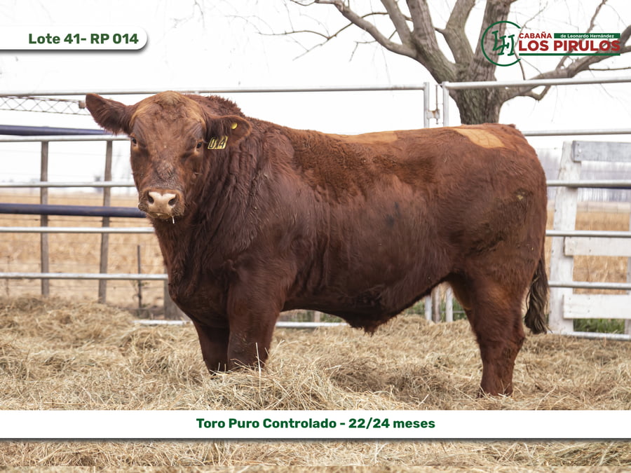 Lote TOROS PUROS CONTROLADOS - 22/24 meses