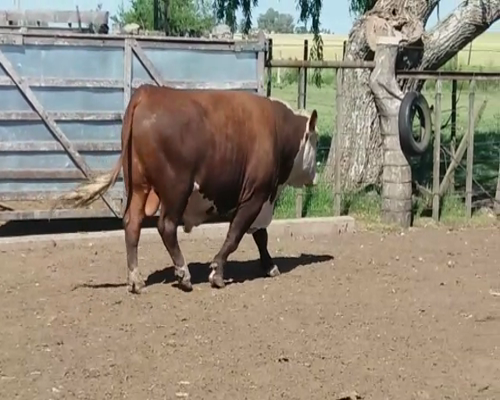 Lote Toros HE en RUTA 12