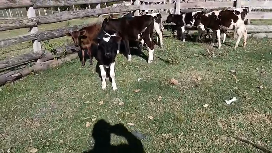 Lote 10 Terneros a remate en Pantalla Camy - Aniversario 31 Años, San José