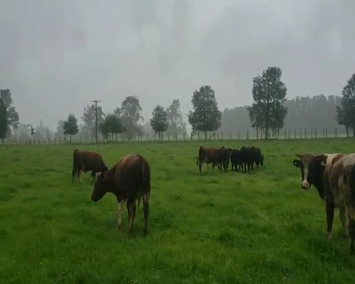 Lote 45 Ternero en Cunco, IX Región Araucanía