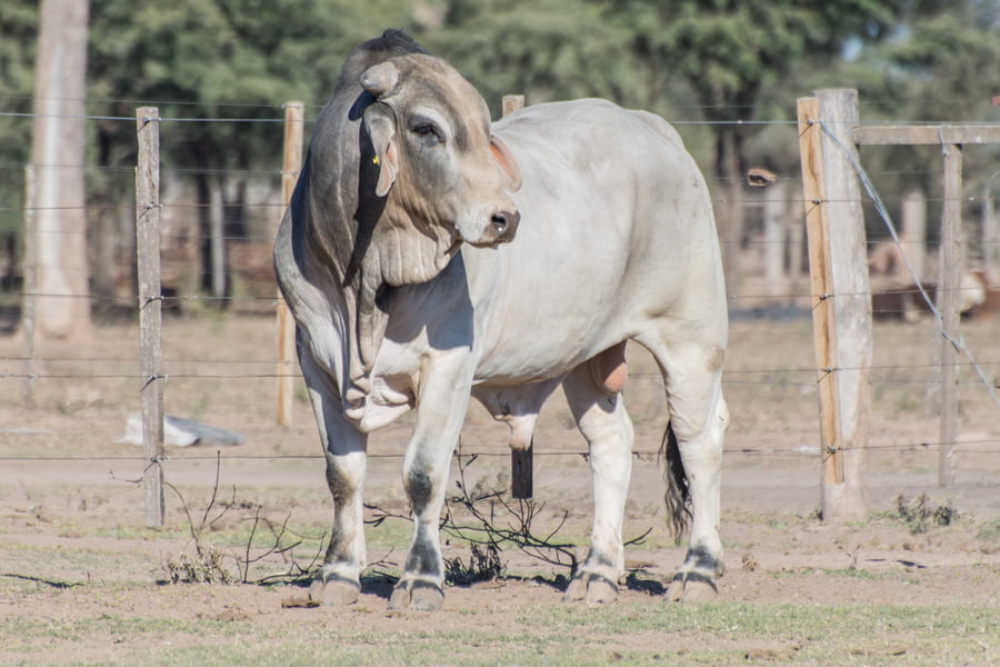 Lote Toro Cabaña La Carolina (RP403)