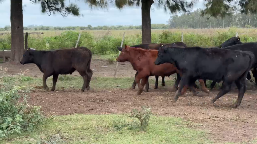 Lote 130 Terneros