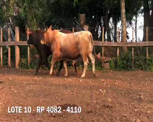 Lote Toros RP 4110 4082