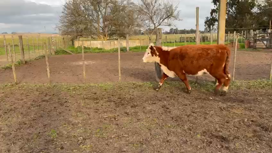 Lote TERNERAS SELECCIONADAS - EL RESUELLO