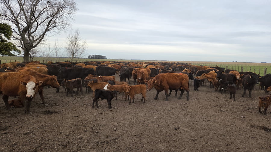 Lote 80 Vacas con Cría en Balcarce