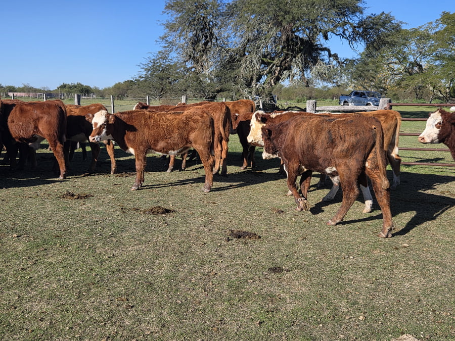 Lote 60 Novillitos