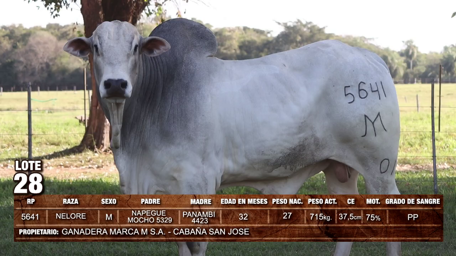 Lote (Vendido)Toros NELORE a remate en GRAN REMATE GANADERO MULTIRAZAS - REMATES PDC 715kg -  en Loma Plata