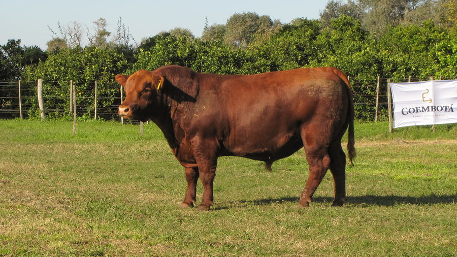 Lote CABAÑA COEMBOTÁ: RP 607