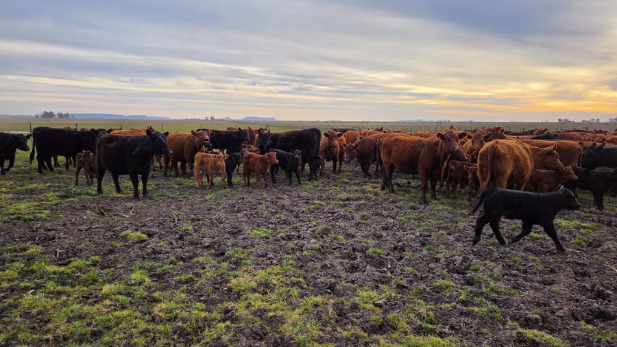 Lote 60 Vaquillonas con cría en Buenos Aires, Balcarce