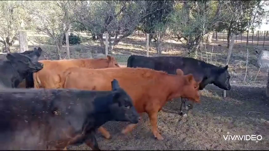 Lote 85 Terneros/as en Coronel Pringles, Buenos Aires