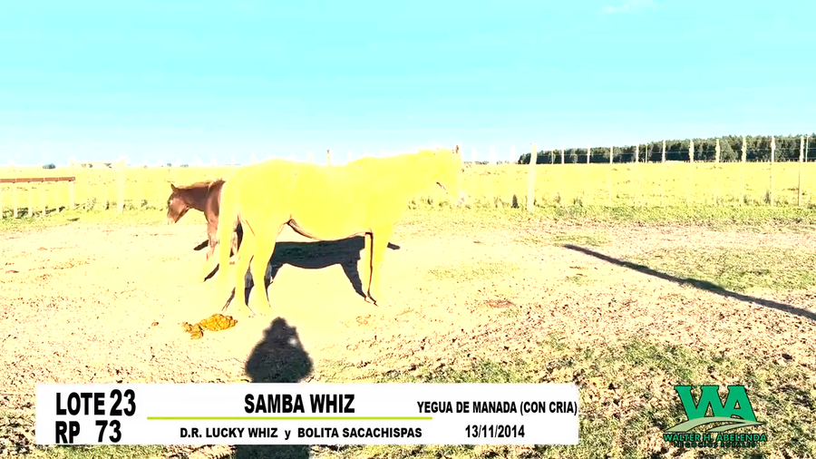 Lote SAMBA WHIZ