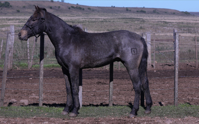 Lote REDOMON 288 DE NC