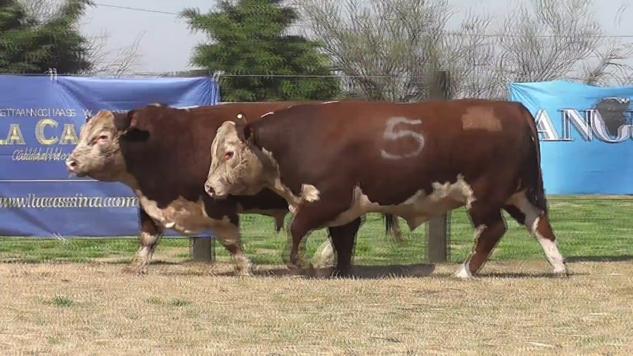 Lote TOROS P.HEREFORD PR