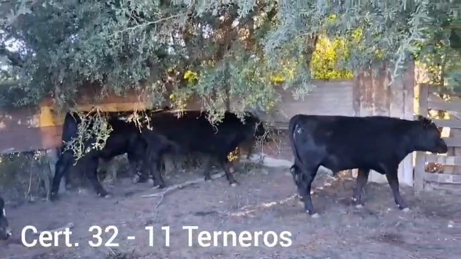 Lote TERNEROS