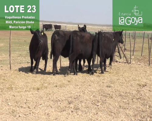 Lote VAQUILLONAS PREÑADAS MAS PARICIÓN OTOÑO