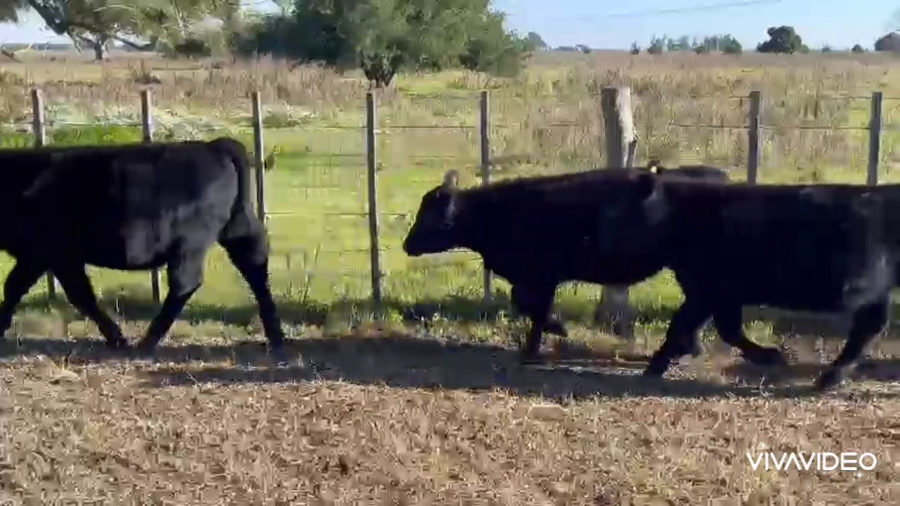 Lote 60 Terneros/as en Cañuelas, Buenos Aires