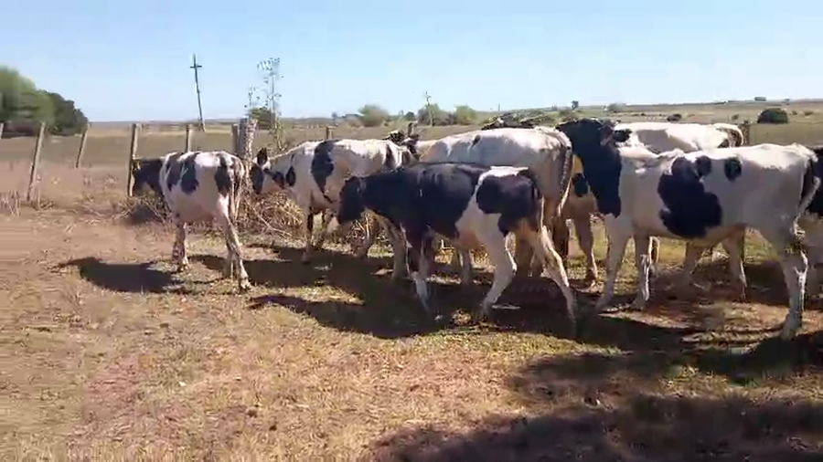 Lote 12 Terneros a remate en Pantalla Camy, San José