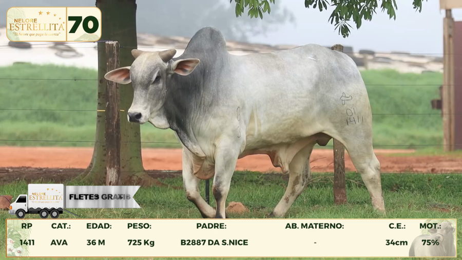 Lote LOTE 70