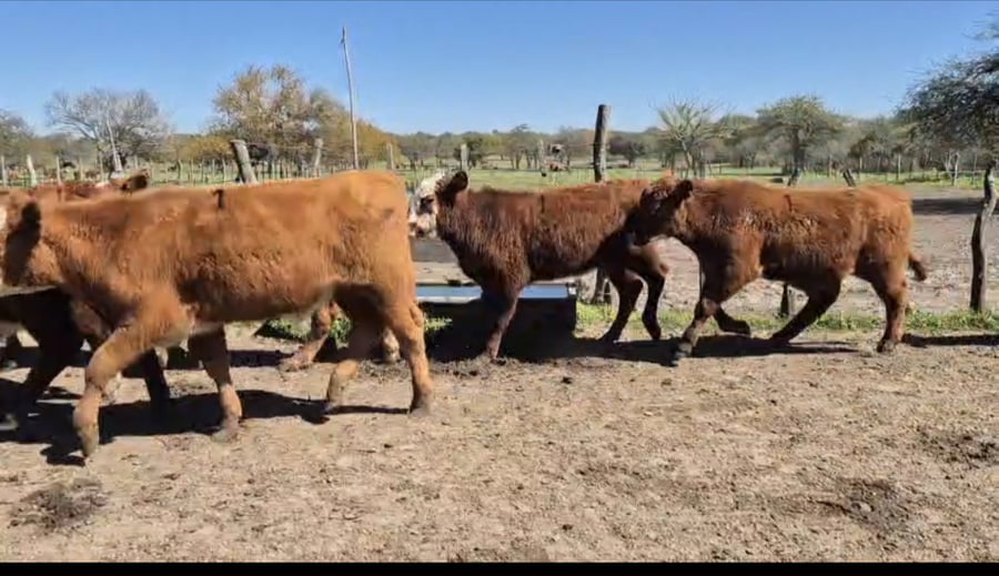 Lote 60 Terneros