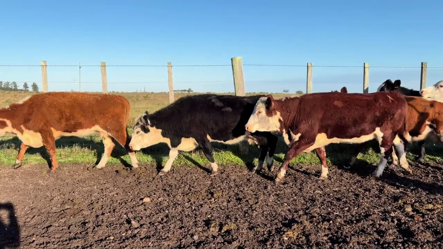 Lote VACAS DE INVERNADA