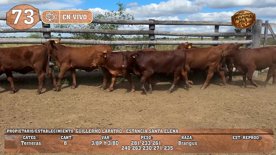 Lote LOTE 73 -EN VIVO