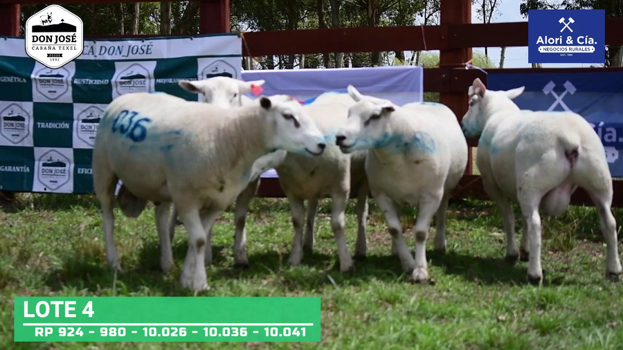 Lote 5 Carneros Texel a remate en Texel Don José 2022 en Tupambaé