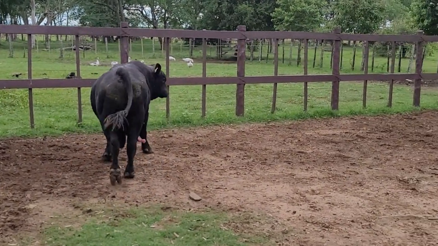 Lote Toros T. Brangus  Negro a remate en Remate de Reproductores, Asunción