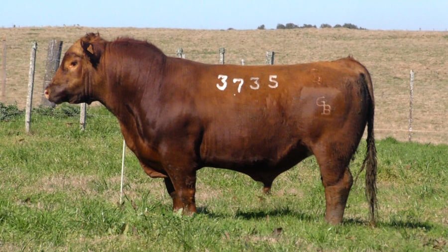 Lote (Vendido)Toros a remate en Ganadera Barracas S.A en Caraguata