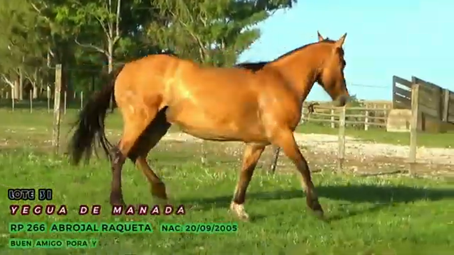 Lote Abrojal Raqueta