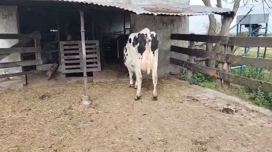 Lote Vaquillonas  a remate en Pantalla Aniversario - Escritorio Camy, San José