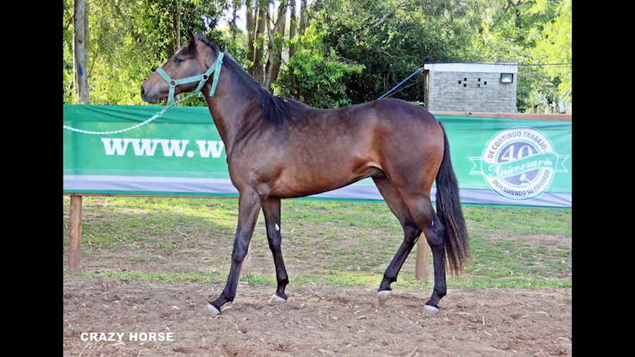 Lote CRAZYHORSE