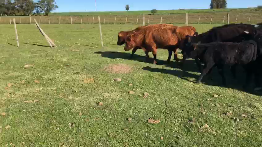 Lote 28 piezas de cria