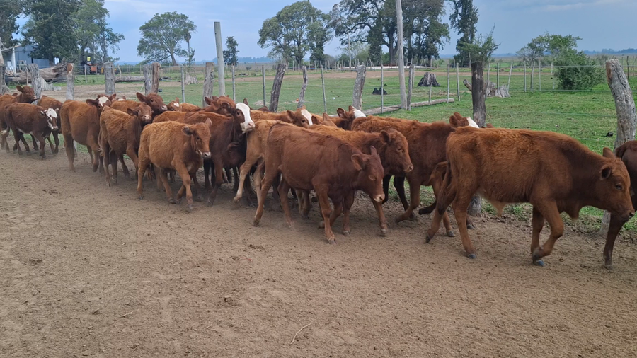 Lote 130 Terneros/as en Corrientes, Bella Vista