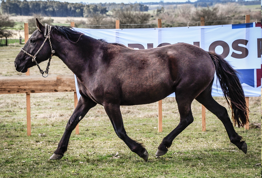 Lote ARCHIPIELAGA MOLLES