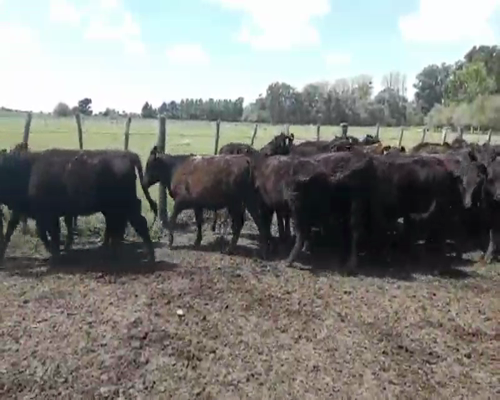 Lote 69 Terneros/as en Gral. Paz, Buenos Aires
