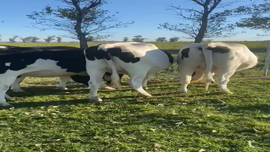 Lote Vaquillonas Preñadas - Lala Regina S.R.L